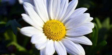 Closeup af en marguerit
