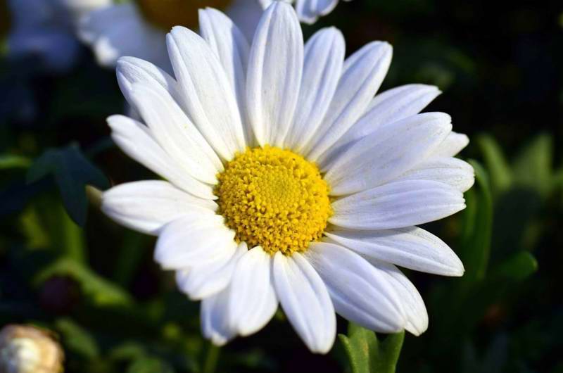 Closeup af en marguerit
