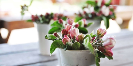 Blomster på Elsted Skole